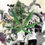 Marijuana_to_Reduced_Obesity_657