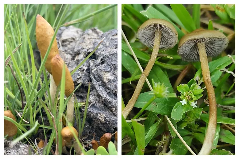 Scientists Identify Two New Psychoactive Mushroom Species in Africa 4 new psychoactive mushrooms
